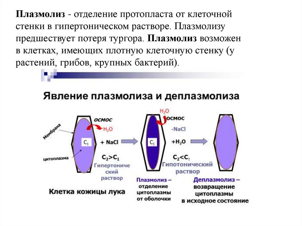 Наблюдение плазмолиза