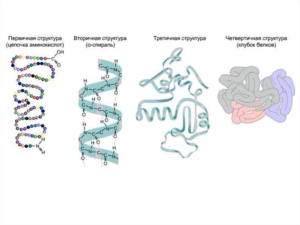 Отметь рисунок на котором представлена третичная структура белка