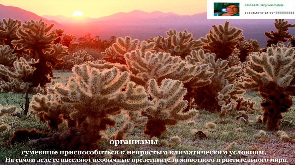 Пустыня - природная зона - презентация онлайн