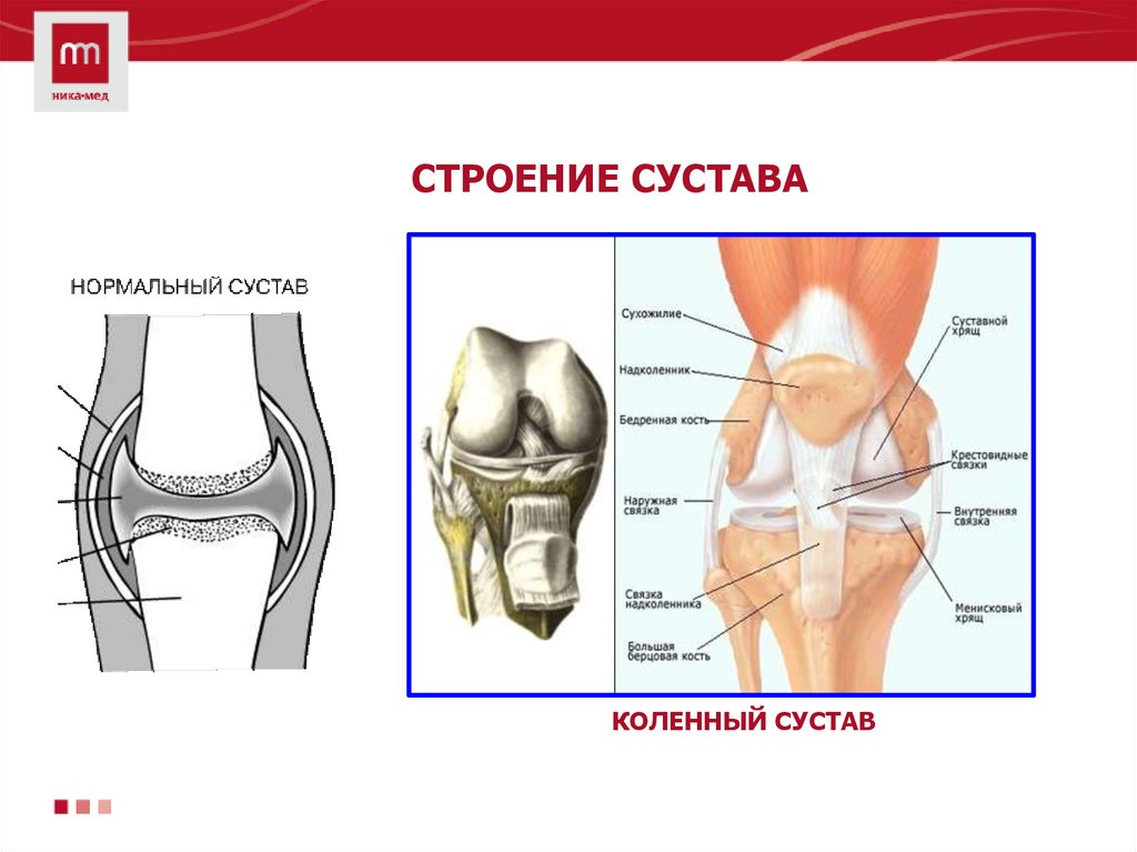 Сустав человека строение анатомия. Строение коленного сустава и связок. Уоленный сцмтаы строкние. Строение колена человека. Строение сустава анатомия.