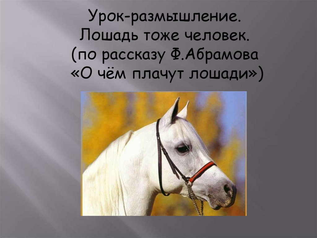 О чем плачут лошади стихотворение. Высказывания о лошадях. Загадка про лошадь. Стихи про лошадей.