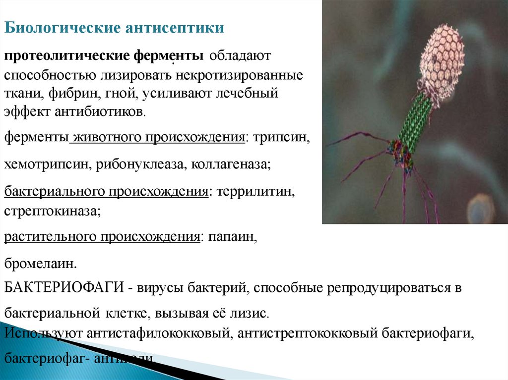 Протокол вби образец