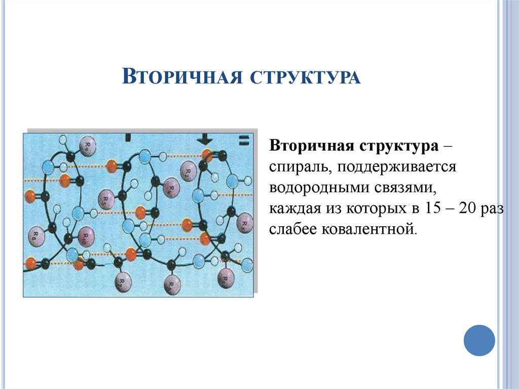 Разрушение третичной и вторичной структуры белка это. Чем поддерживается вторичная структура. Выбери рисунок, на котором представлена вторичная структура белка:. Белки полимеры презентация. Найдите рисунок на котором представлена вторичная структура белка.