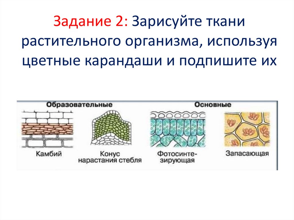 Ткани организма растений