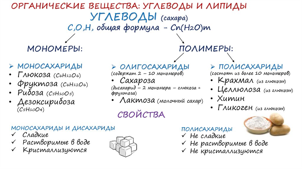 Органические вещества клетки углеводы липиды презентация 10 класс