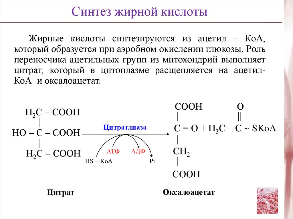 Для синтеза кислот используют. Ацетил КОА из жирных кислот. Синтез жирных кислот из ацетил ко а. Источники ацетил КОА для синтеза жирных кислот. Ацетил КОА для синтеза жирных кислот из цитрата.