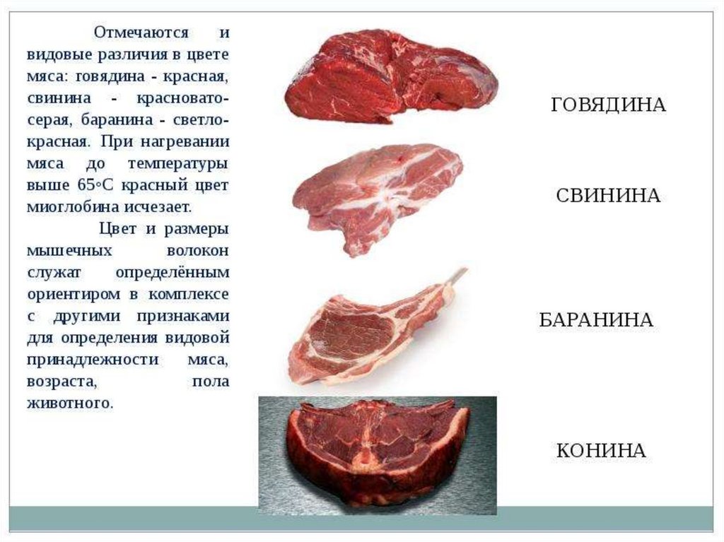 Какое мясо легкое. Мясо свинина говядина баранина. Характеристика мяса. Цвет свинины и говядины.