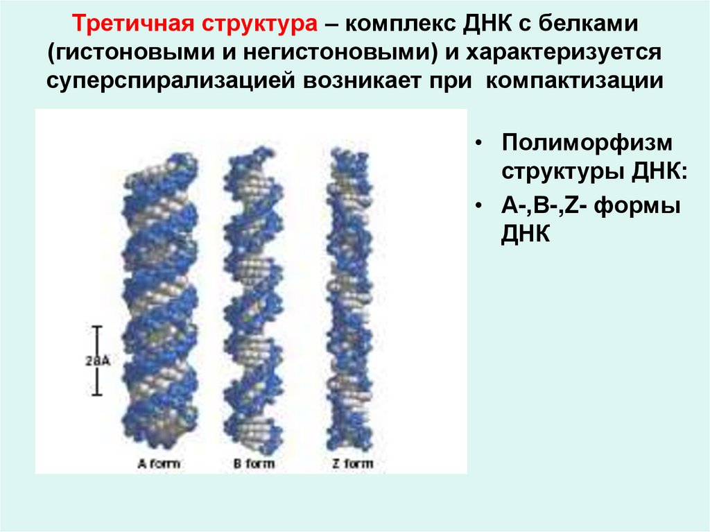 1 строение и функции днк