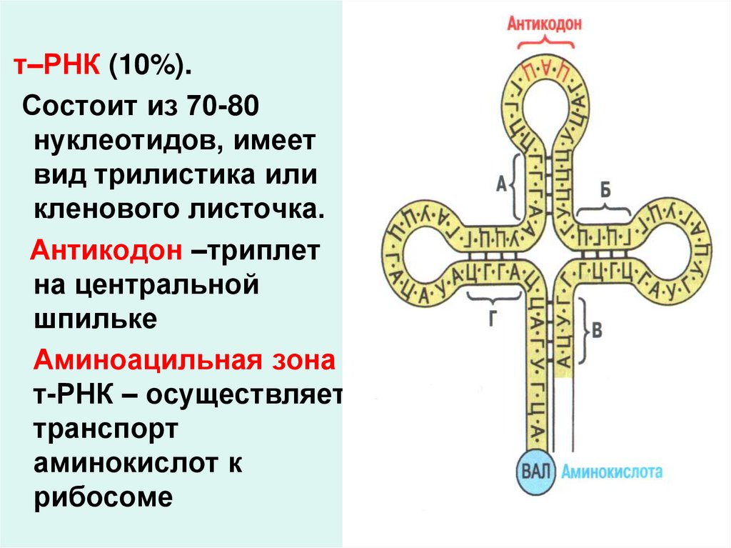 Отличие днк от рнк