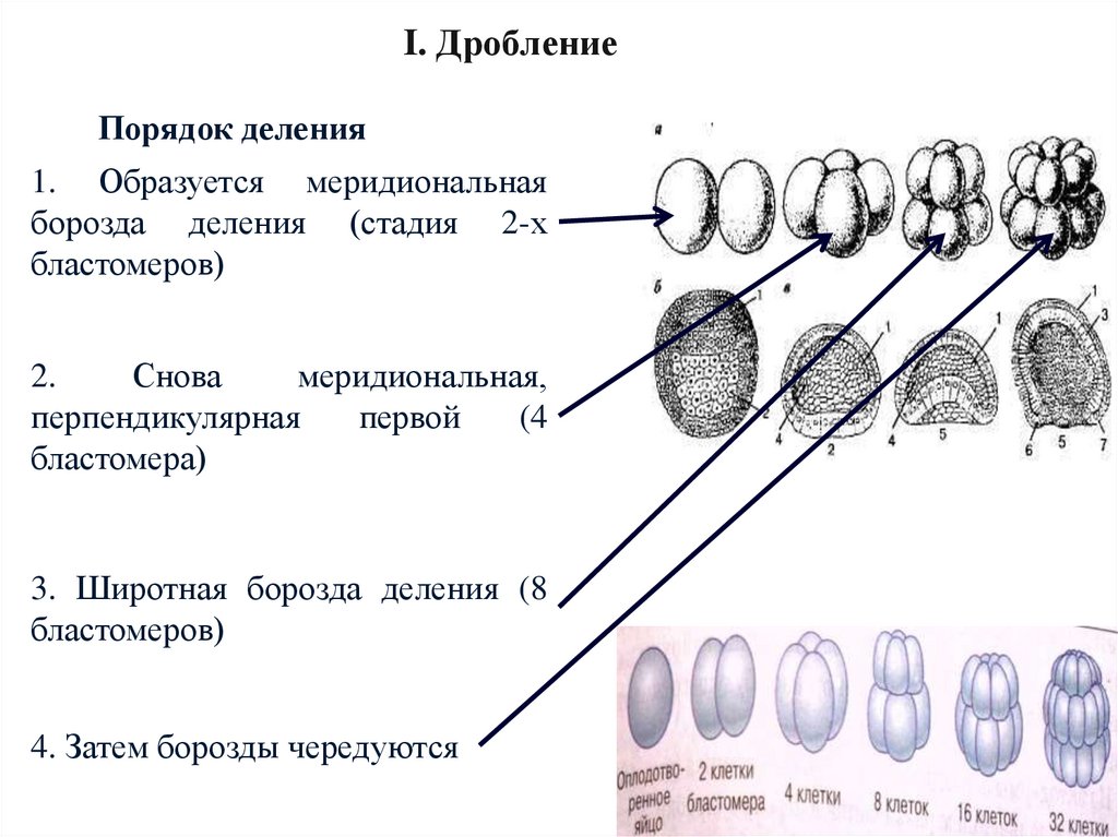 Особенности стадии дробления