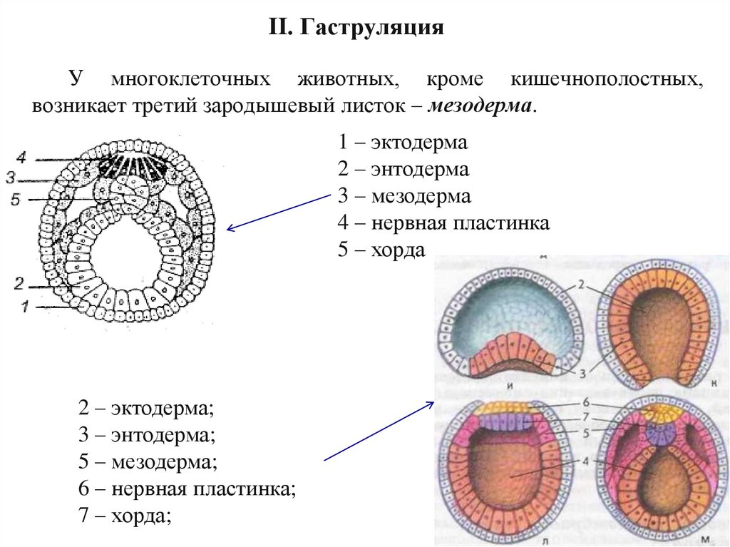 Органогенез