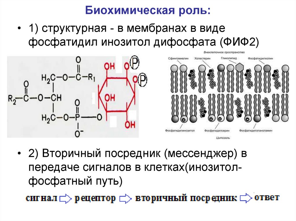 Биохимическая роль