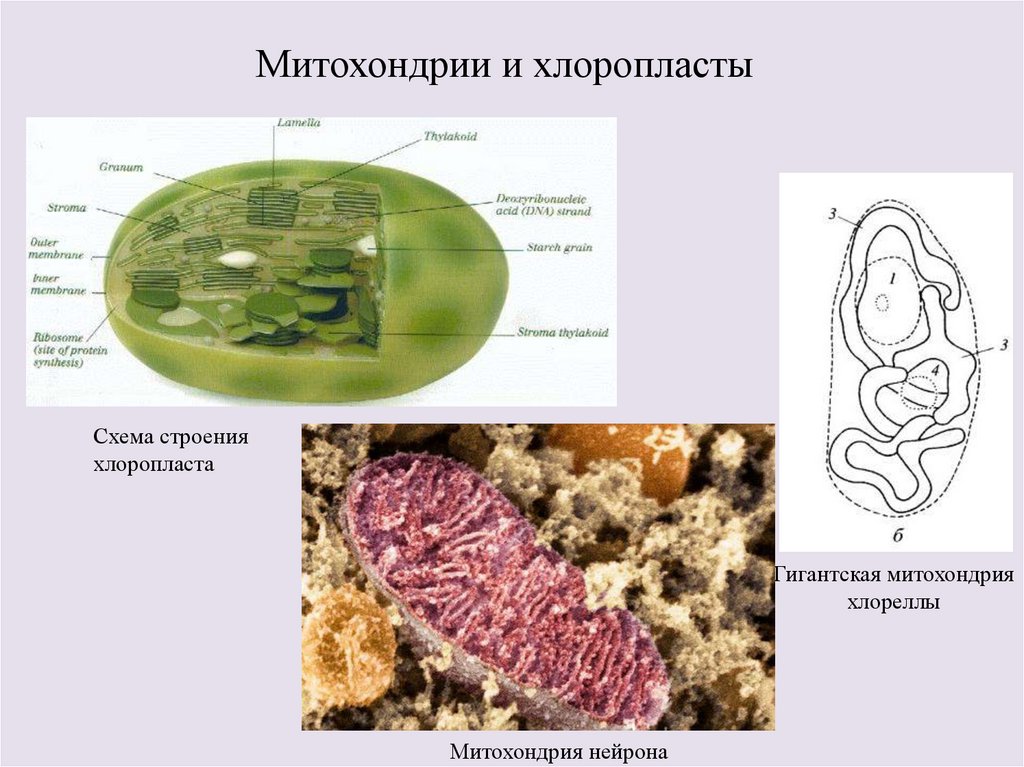 Уровень организации хлоропласта. Митохондрии и хлоропласты. Строение митохондрии и хлоропласта. Хлорелла и митохондрия. Митохондрии у водорослей.