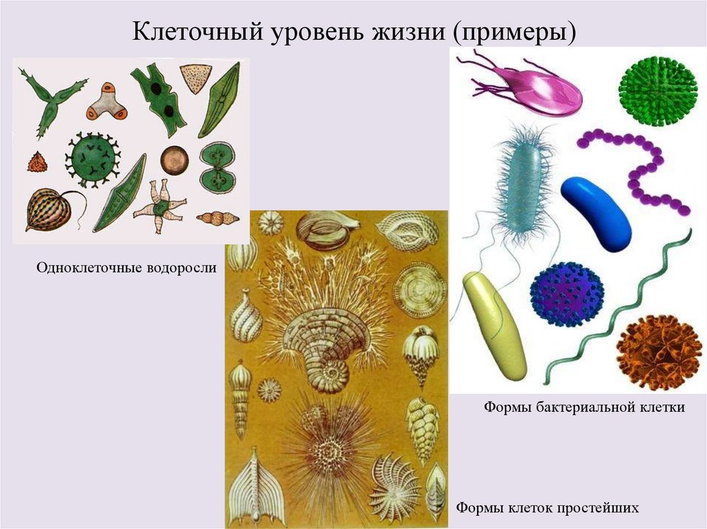 Бактерия уровень организации