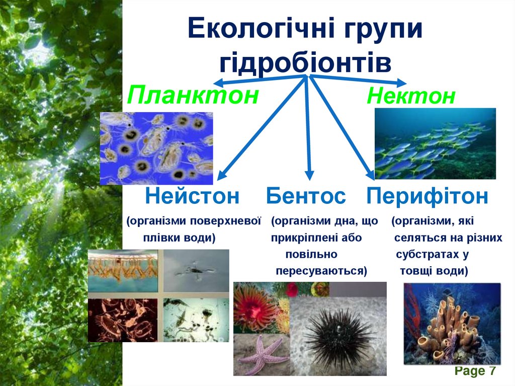 Екологічні групи гідробіонтів