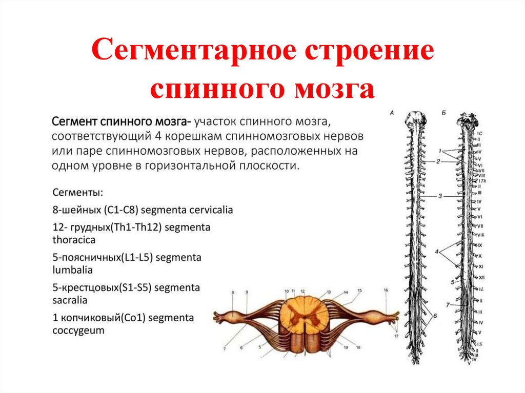 Строение спинного нерва. Понятие о сегменте спинного мозга. Строение спинного мозга вид сбоку. Строение спинного мозга вид сбоку рисунок. Сегменты s1 s2 спинного мозга.