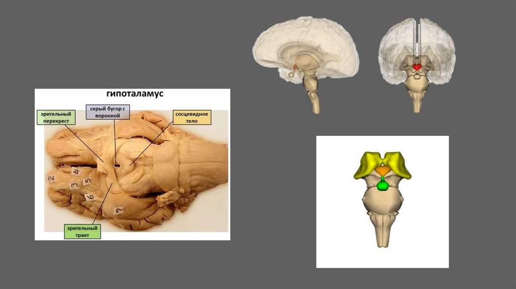 Гипоталамус Строение, функции, нарушение работы - презентацияонлайн