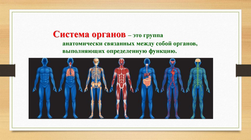 Организм человека окружающий мир 3 класс тест. Какие органы человеческого организма образованы мышечной тканью.