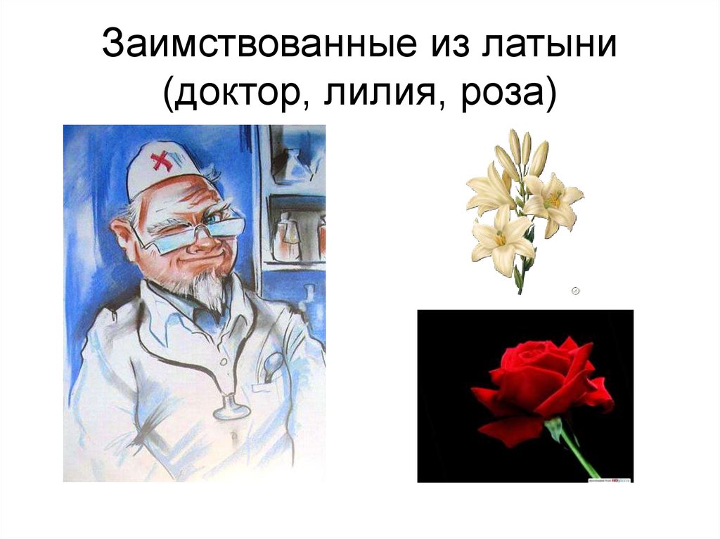 Заимствованные из латыни (доктор, лилия, роза)