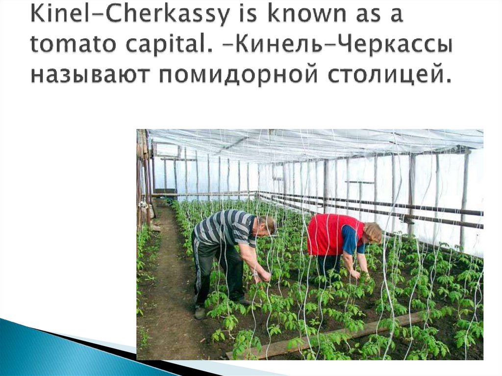 Kinel-Cherkassy is known as a tomato capital. –Кинель-Черкассы называют помидорной столицей.