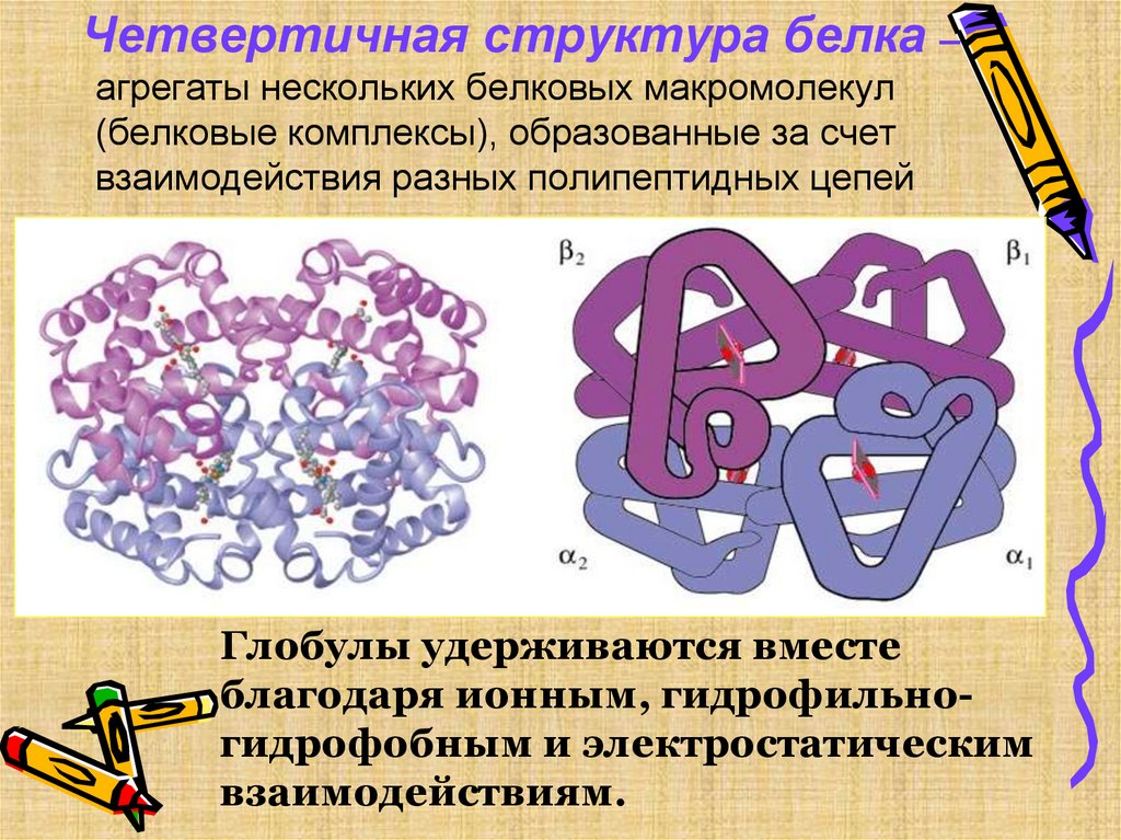 Химическая структура и свойства белков