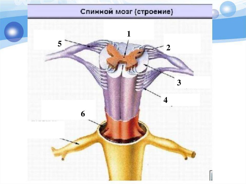 Картинки из дорсальной