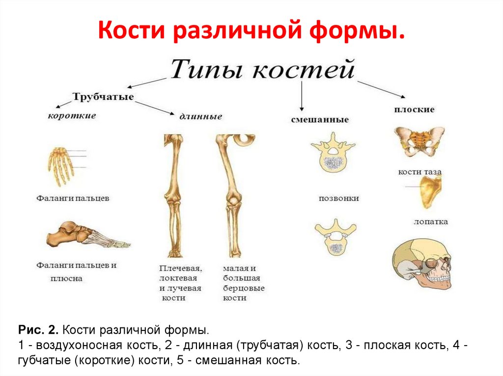 Установить соответствие кости скелета человека. Строение, свойства костей, типы их соединений.. Свойства костей. Свойства костей человека. Свойства костей 3 класс.
