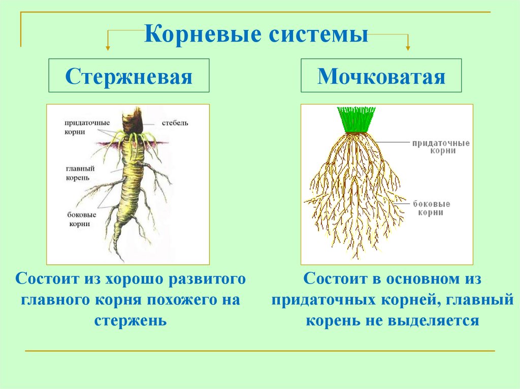У двудольных растений мочковатая корневая система. Схимы мочковатоя система.