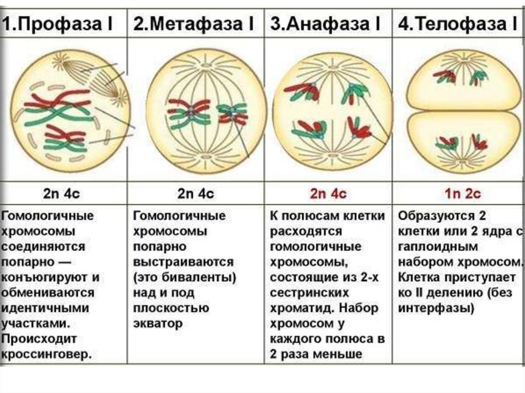 Профаза митоза сколько хромосом. 1 Деление мейоза фаза профаза. Таблица мейоз 1 и мейоз 2 по фазам. Схема стадий митотического деления клетки. Фазы мейоза 1 деление 2 деление.