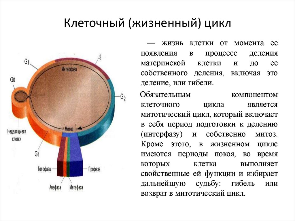 Жизненный цикл клетки это