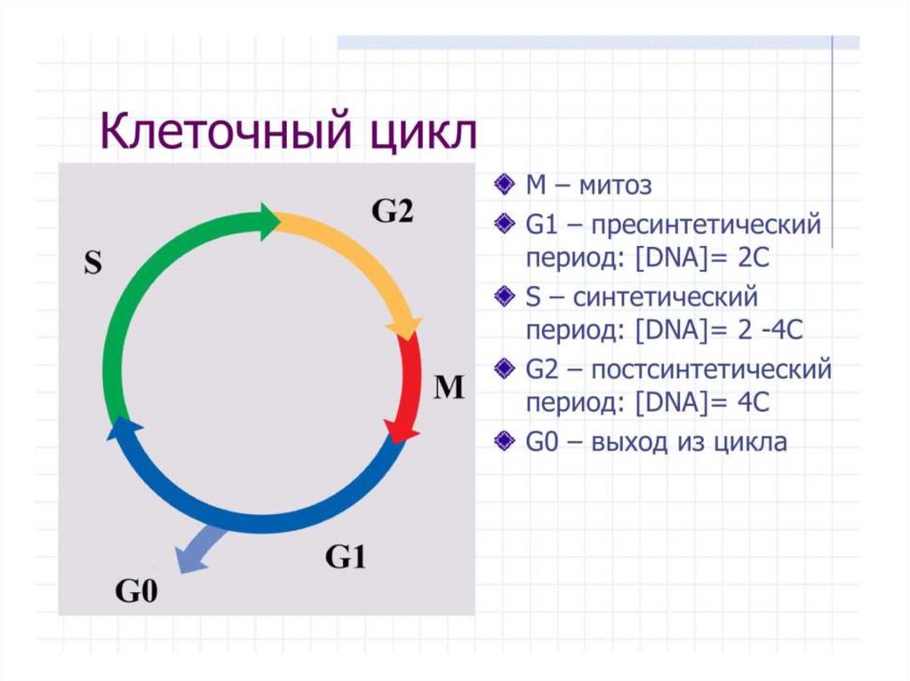 Цикл клетки