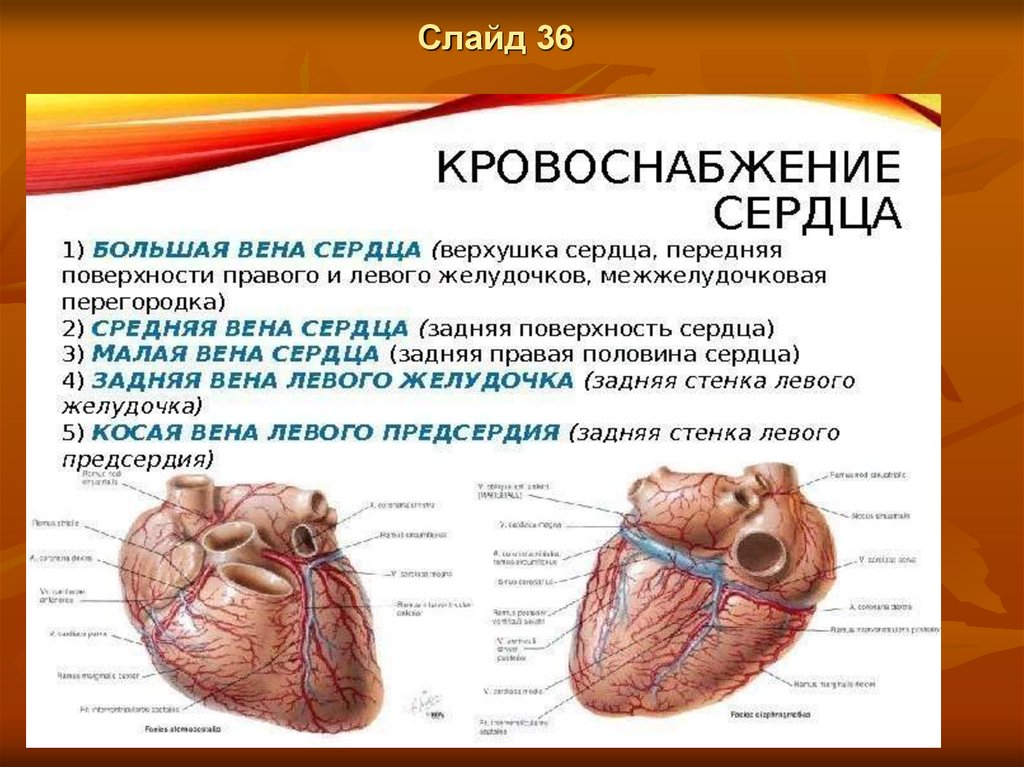 Кровообращения передней. Строение сердца, сосуды (артерии и вены). Сердце строение анатомия кровоснабжение. Венечные артерии сердца анатомия. Строение сердце вены анатомия.