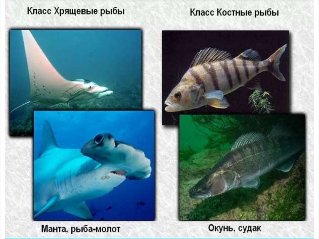 Классы рыб - презентация онлайн