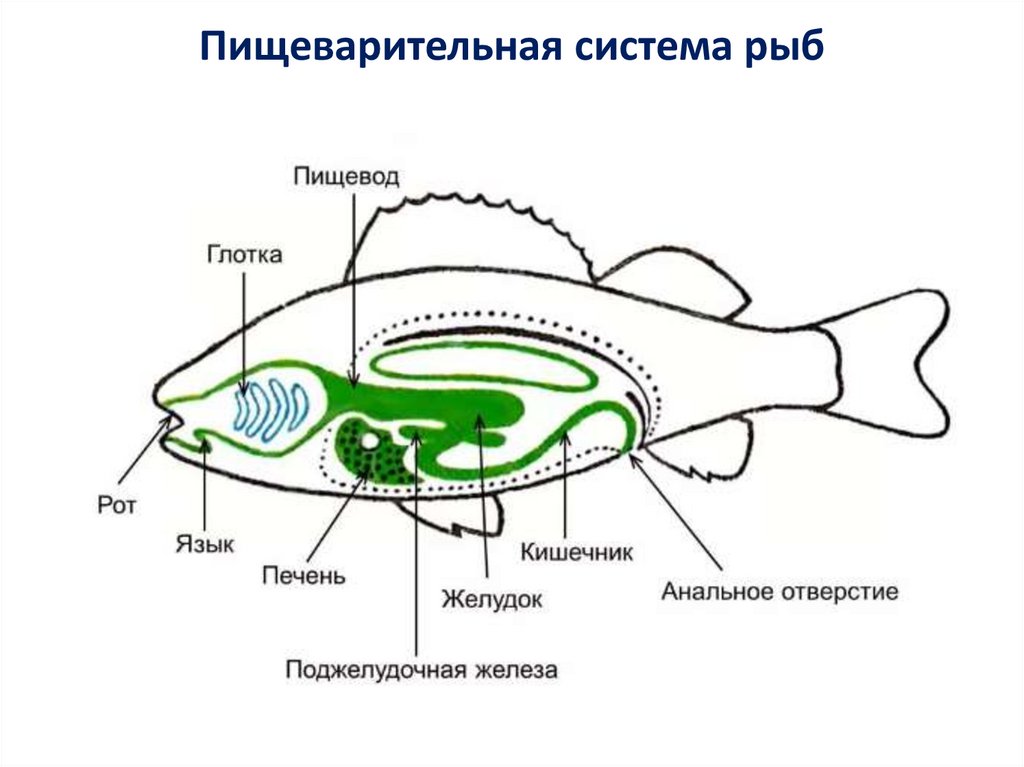 Классы рыб - презентация онлайн