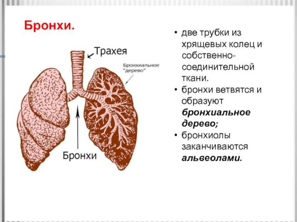 Бронхи легкие анатомия. Ячеистое строение легких. Строение легочной ткани. Общая характеристика дыхательной системы. Строение легких у детей.