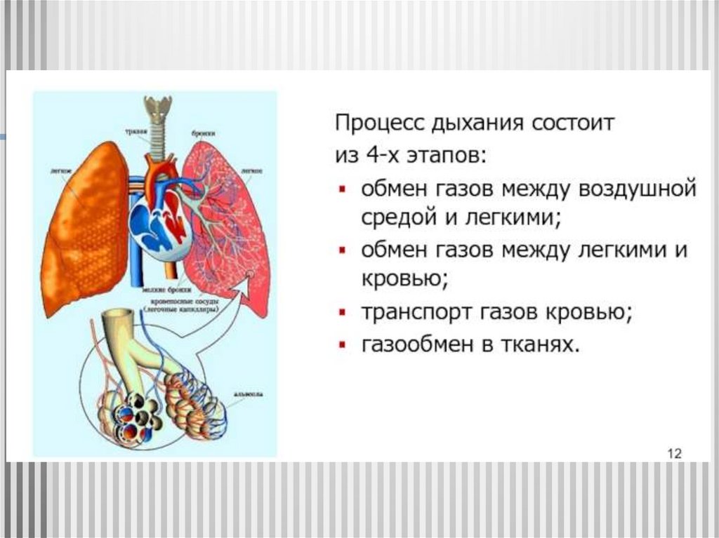 В чем состоит процесс значения дыхания. Альвеолит клинические рекомендации пульмонология. Альвеолиты презентация. Альвеолиты у детей презентация.