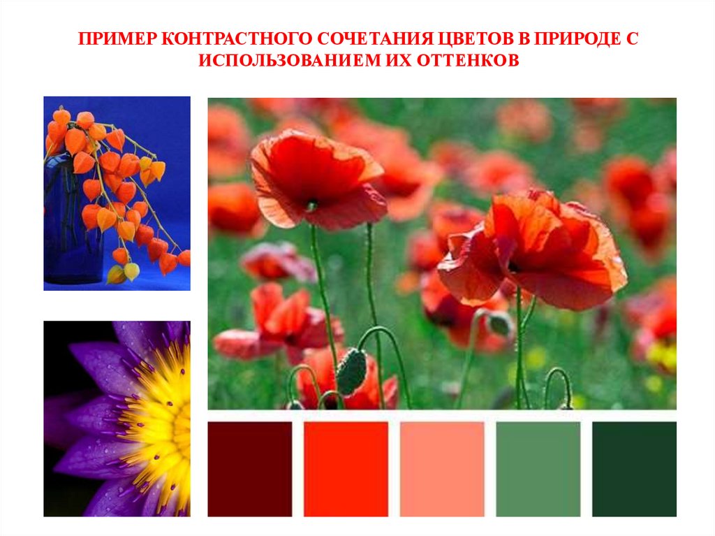 Пример контрастного сочетания цветов в природе с использованием их оттенков