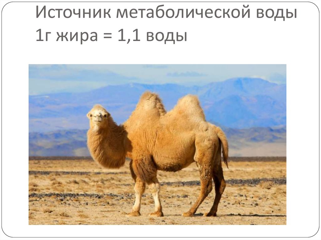Источник метаболической воды 1г жира = 1,1 воды