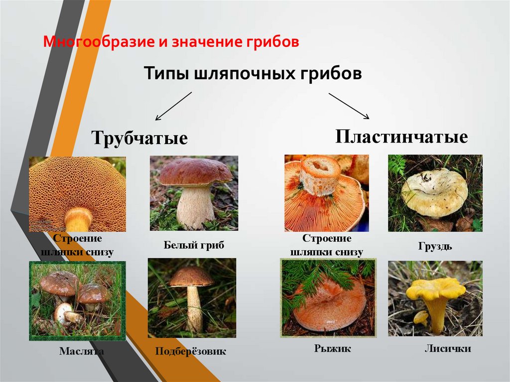 5 значений грибов в жизни человека. Шляпочные грибы трубчатые и пластинчатые. Шляпочные грибы в жизни человека. Многообразие грибов Шляпочные трубчатые. Строение трубчатого гриба.