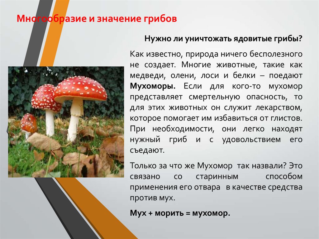 Почему грибы считают. Мухомор краткая информация. Сообщение многообразие грибов. Информация о мухоморе. Факты о мухоморе.