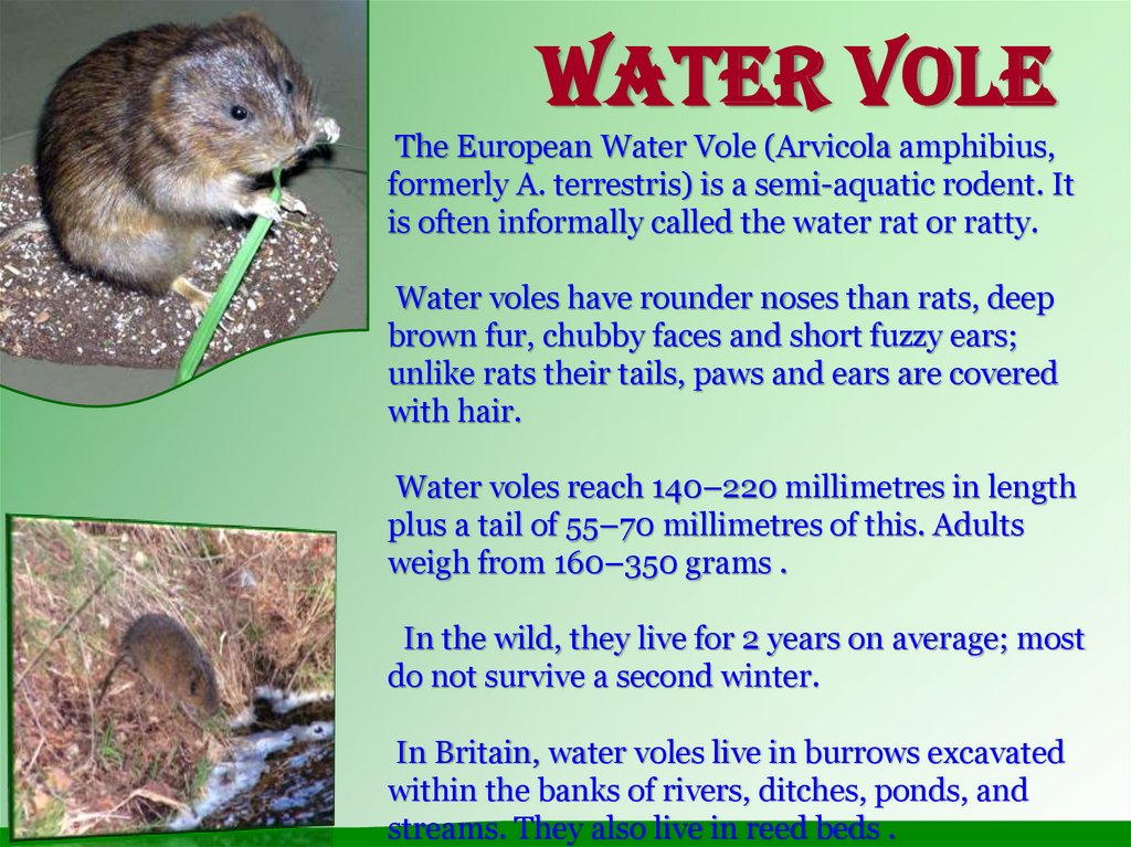 Water Vole