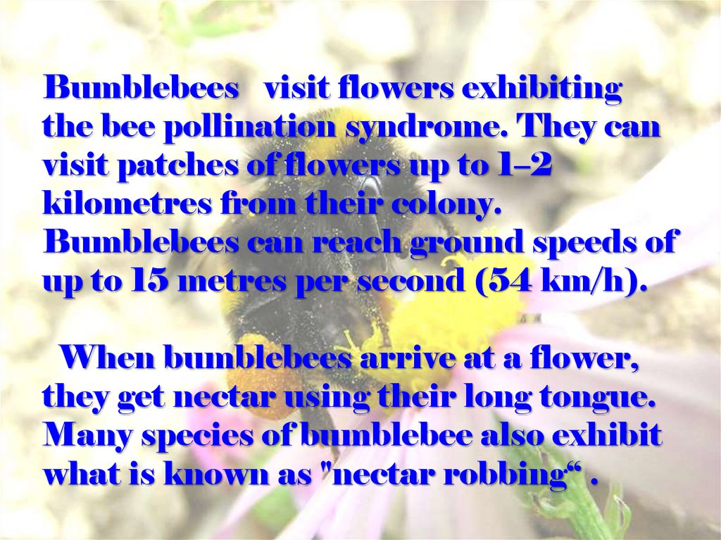 Bumblebees visit flowers exhibiting the bee pollination syndrome. They can visit patches of flowers up to 1–2 kilometres from