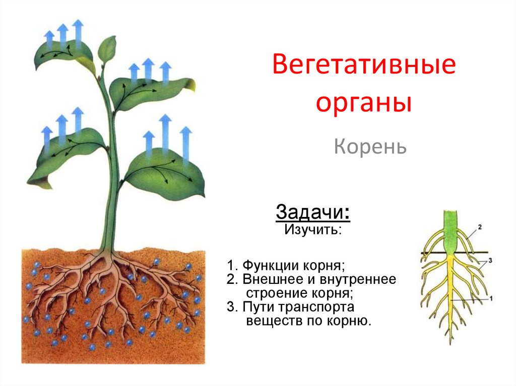 Корень это какой орган растения. Строение вегетативного корня. Вегетативные органы растений корневая система. Корневище это вегетативный орган растения. Корень вегетативный орган растения.