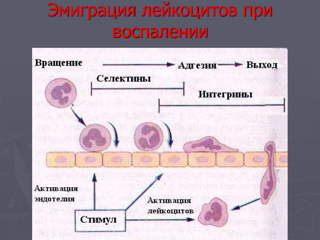 Эмиграция лейкоцитов это