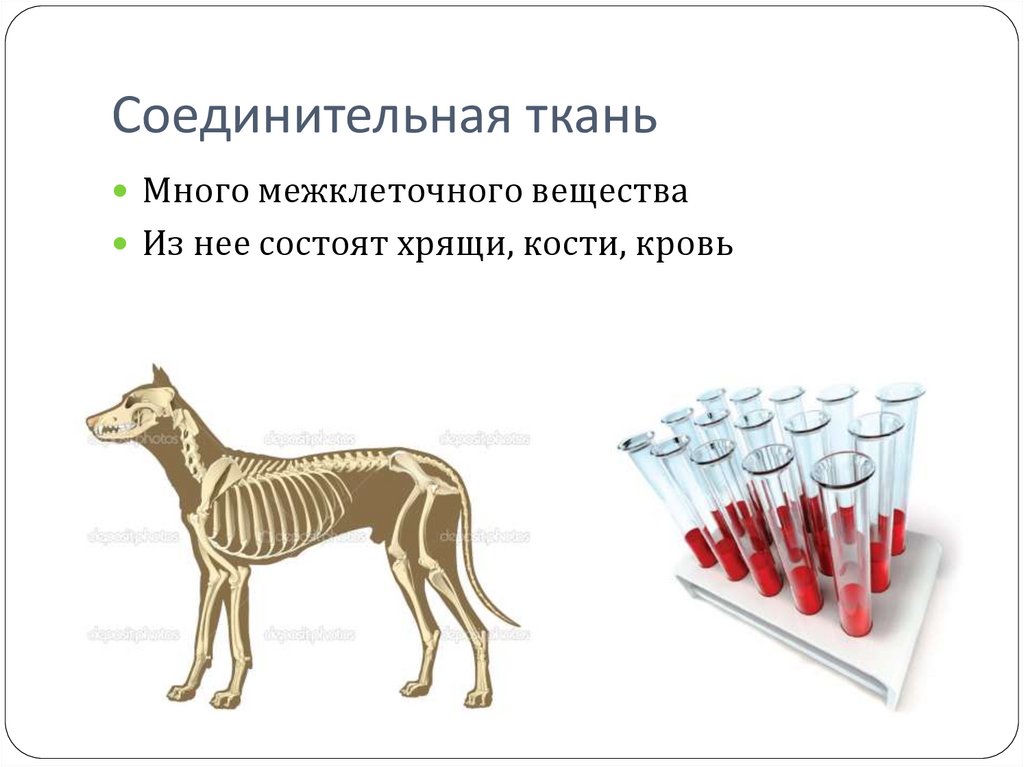 Кровь кости на русском языке. Из какой ткани состоят хрящи и кости. Основные свойства живых тканей.