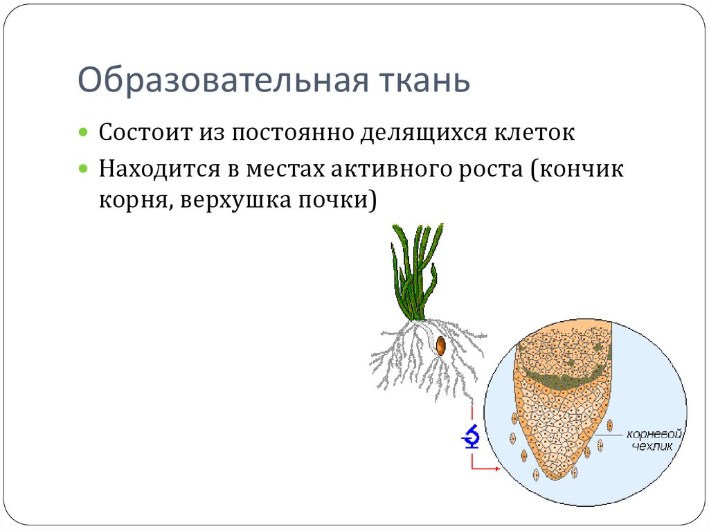 Клетки этой ткани постоянно делятся. Клетки активного роста корня. Верхушечный рост корня. Кончик корня верхушка почки. Образовательная живые постоянно делящиеся клетки.