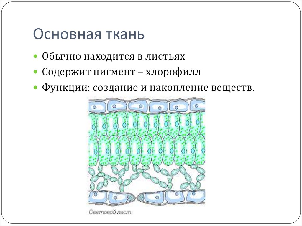 Основная ткань