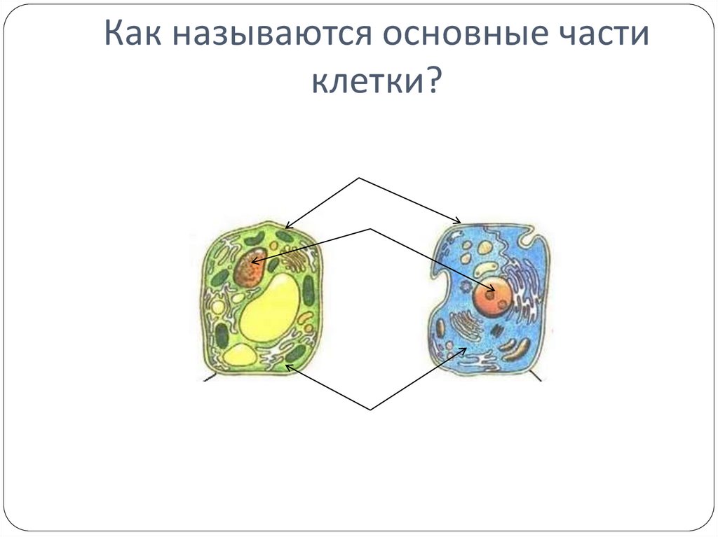 Клетка биология 5 класс пасечник. Основные части клетки схема. Строение растительной и животной клетки 5 класс биология. Основные части животной клетки 5 класс. Основные части клетки 5 класс биология.