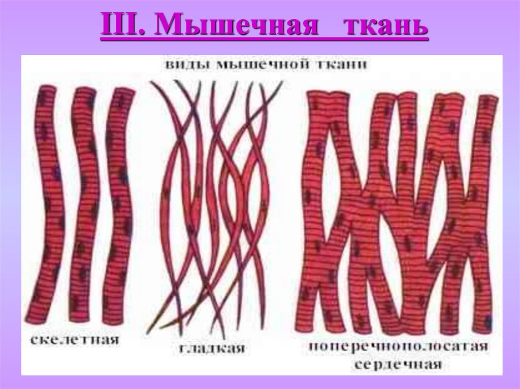 Как называется клетка мышечной ткани. Мышечная ткань. Клетки мышечной ткани. Разновидности мышечной ткани. Клетки гладкой мышечной ткани.