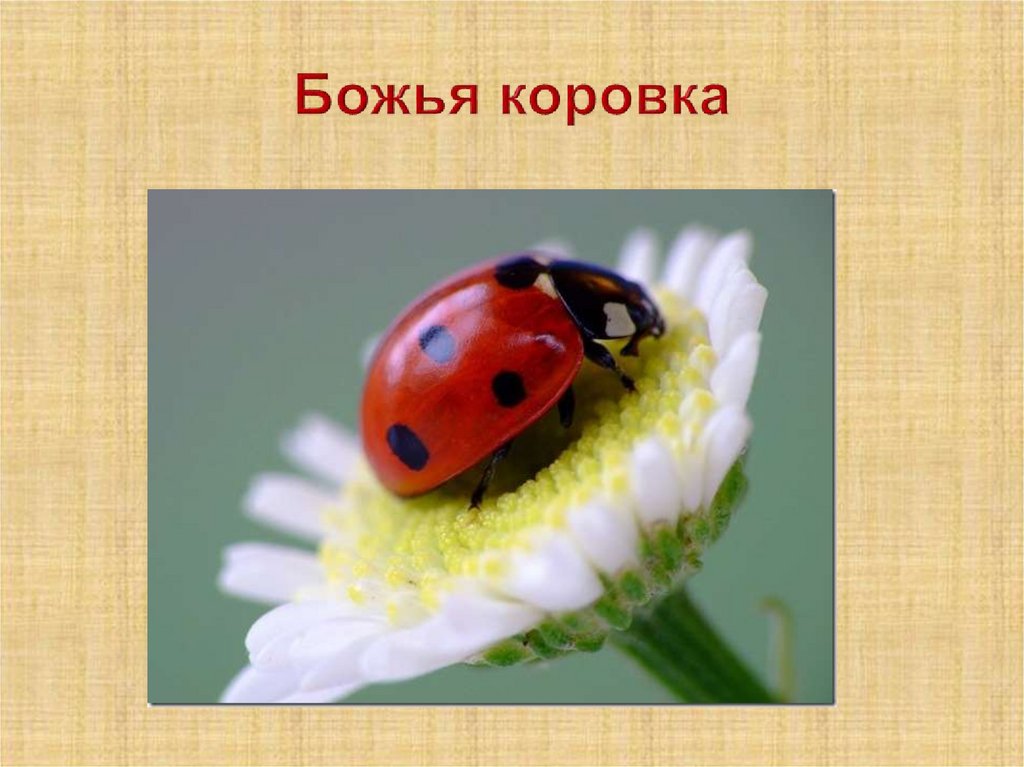 Божья коровка